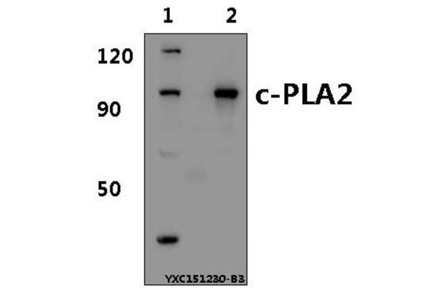 Anti-c-PLA2 (N499) Antibody from Bioworld Technology (BS1434) - Antibodies.com