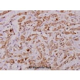 Anti-c-PLA2 (N499) Antibody from Bioworld Technology (BS1434) - Antibodies.com