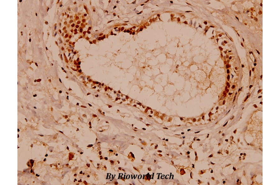 Anti-Na+/K+-ATPase α1 (Y10) Antibody from Bioworld Technology (BS1436) - Antibodies.com