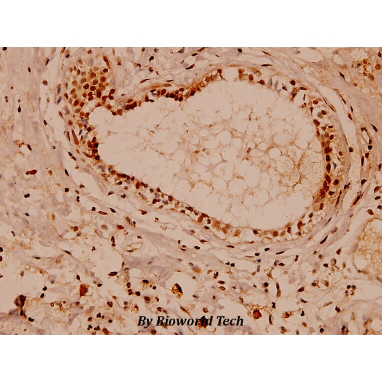 Anti-Na+/K+-ATPase α1 (Y10) Antibody from Bioworld Technology (BS1436) - Antibodies.com