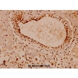 Anti-Na+/K+-ATPase α1 (Y10) Antibody from Bioworld Technology (BS1436) - Antibodies.com