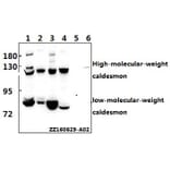 Anti-Caldesmon (S783) Antibody from Bioworld Technology (BS1437) - Antibodies.com