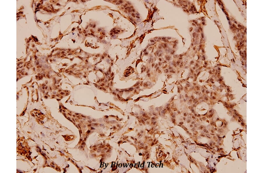 Anti-Caldesmon (S783) Antibody from Bioworld Technology (BS1437) - Antibodies.com