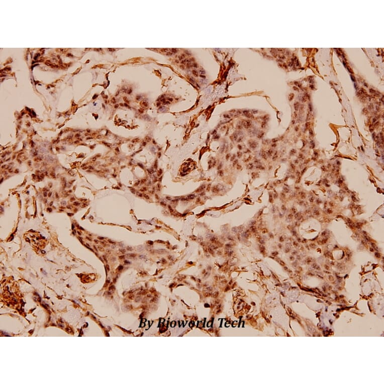 Anti-Caldesmon (S783) Antibody from Bioworld Technology (BS1437) - Antibodies.com