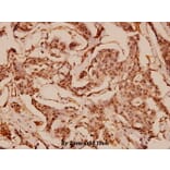 Anti-Caldesmon (S783) Antibody from Bioworld Technology (BS1437) - Antibodies.com