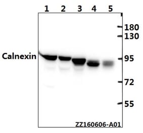Anti-Calnexin (D577) Antibody from Bioworld Technology (BS1438) - Antibodies.com