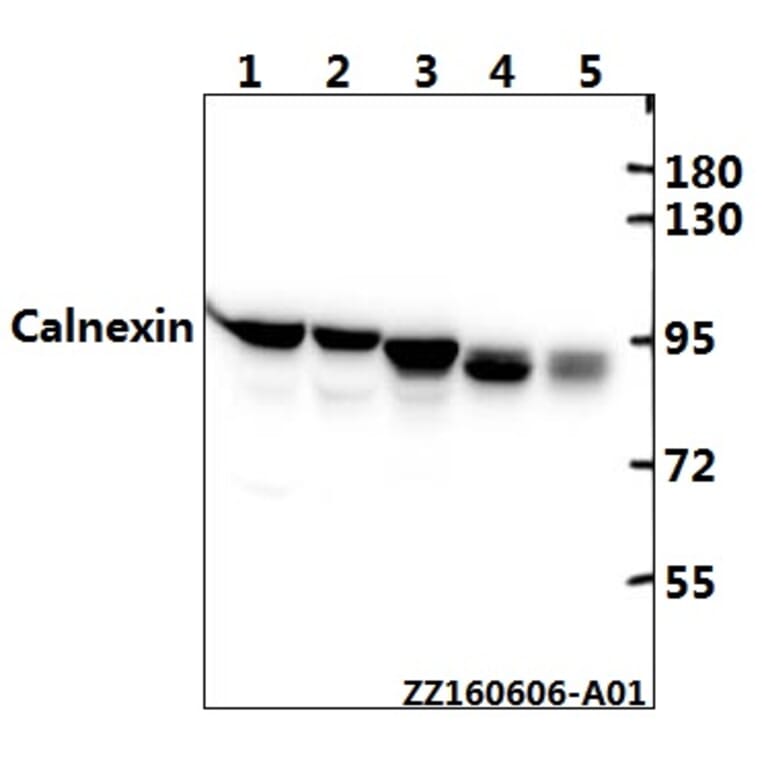 Anti-Calnexin (D577) Antibody from Bioworld Technology (BS1438) - Antibodies.com