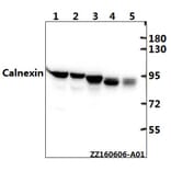 Anti-Calnexin (D577) Antibody from Bioworld Technology (BS1438) - Antibodies.com