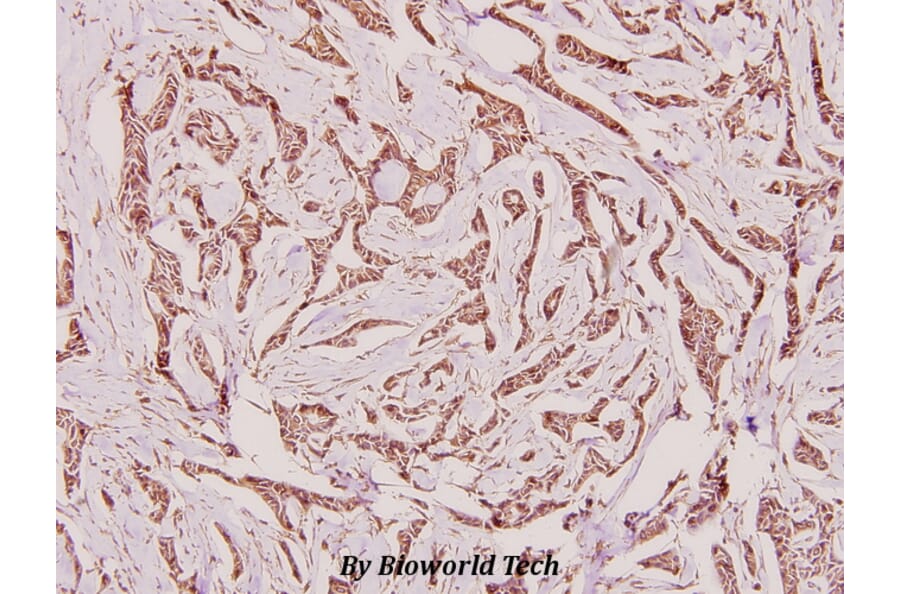 Anti-Calnexin (D577) Antibody from Bioworld Technology (BS1438) - Antibodies.com