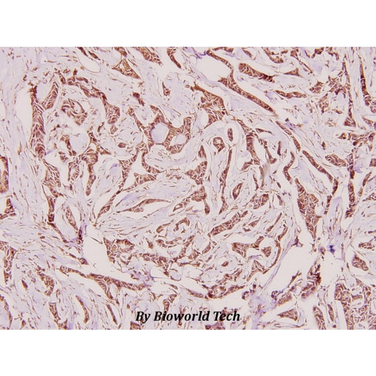 Anti-Calnexin (D577) Antibody from Bioworld Technology (BS1438) - Antibodies.com