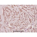 Anti-Calnexin (D577) Antibody from Bioworld Technology (BS1438) - Antibodies.com