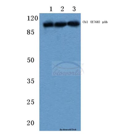 Anti-Cbl (E768) Antibody from Bioworld Technology (BS1439) - Antibodies.com