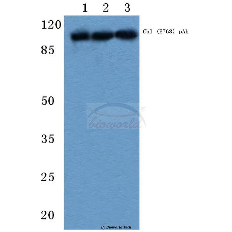 Anti-Cbl (E768) Antibody from Bioworld Technology (BS1439) - Antibodies.com