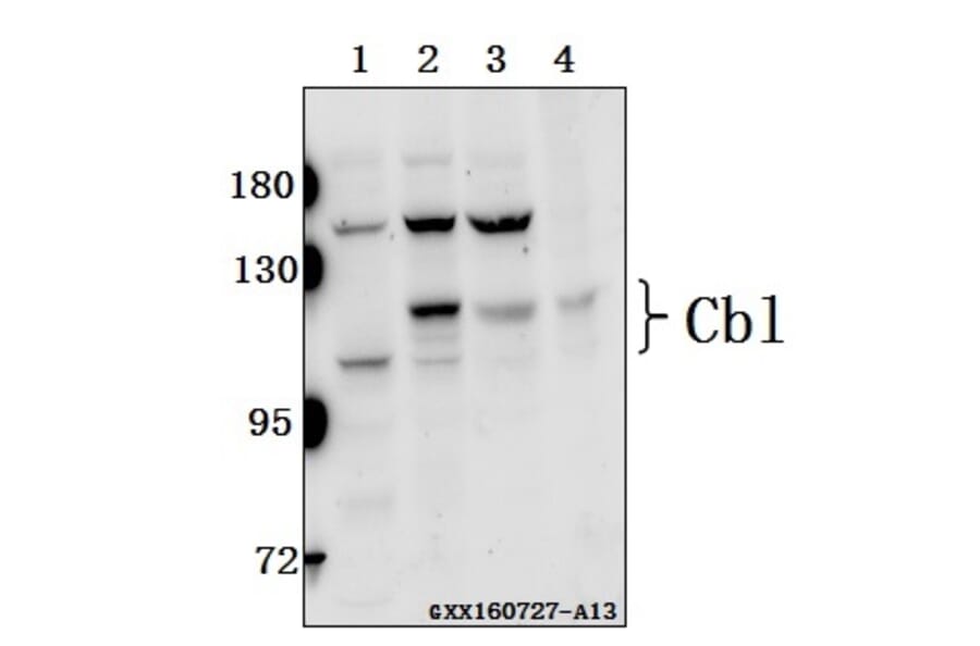 Anti-Cbl (E768) Antibody from Bioworld Technology (BS1439) - Antibodies.com