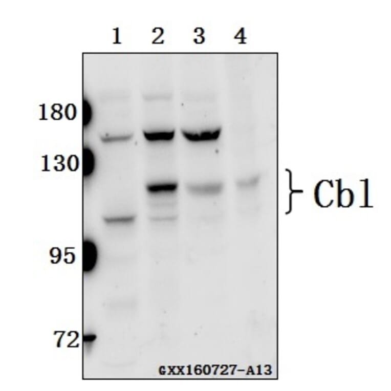 Anti-Cbl (E768) Antibody from Bioworld Technology (BS1439) - Antibodies.com