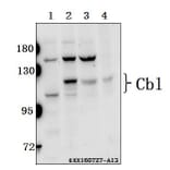 Anti-Cbl (E768) Antibody from Bioworld Technology (BS1439) - Antibodies.com