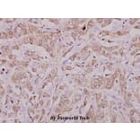 Anti-Cbl (E768) Antibody from Bioworld Technology (BS1439) - Antibodies.com