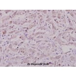 Anti-Cbl (S668) Antibody from Bioworld Technology (BS1440) - Antibodies.com