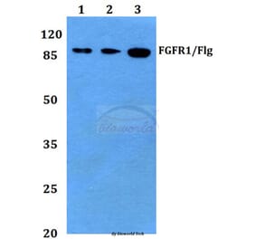 Anti-FGFR1 (I648) Antibody from Bioworld Technology (BS1441) - Antibodies.com