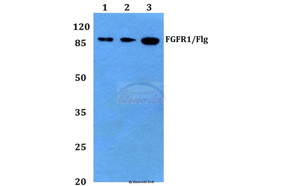Anti-FGFR1 (I648) Antibody from Bioworld Technology (BS1441) - Antibodies.com