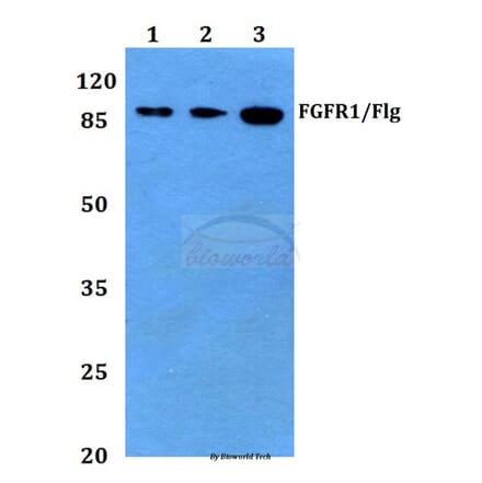 Anti-FGFR1 (I648) Antibody from Bioworld Technology (BS1441) - Antibodies.com