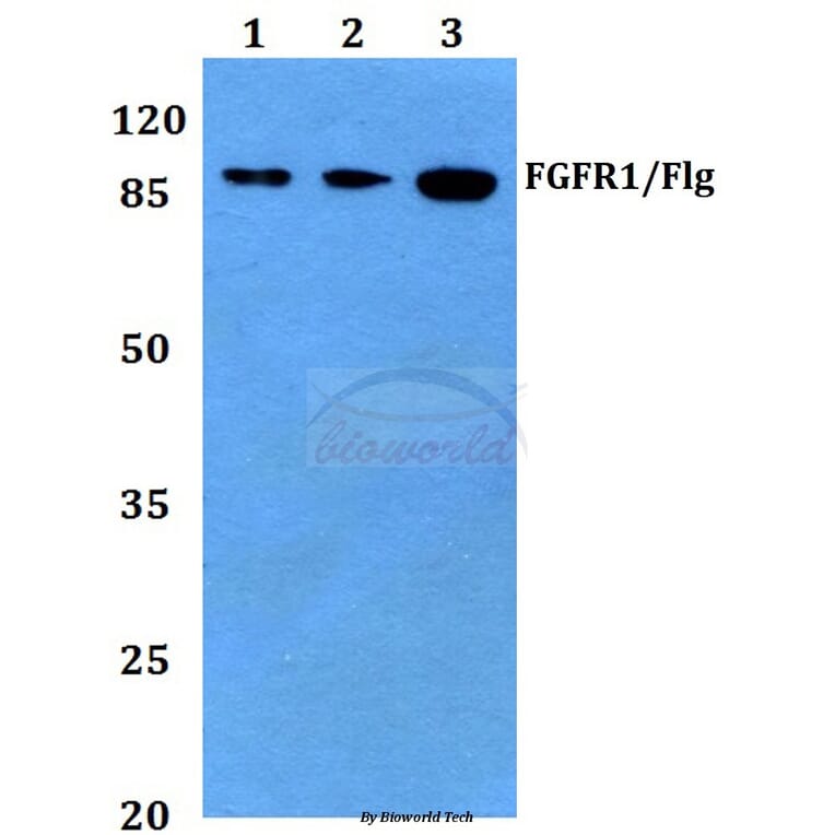 Anti-FGFR1 (I648) Antibody from Bioworld Technology (BS1441) - Antibodies.com