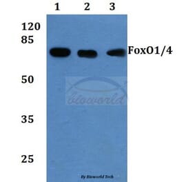 Anti-FoxO1/3/4 (P18) Antibody from Bioworld Technology (BS1442) - Antibodies.com