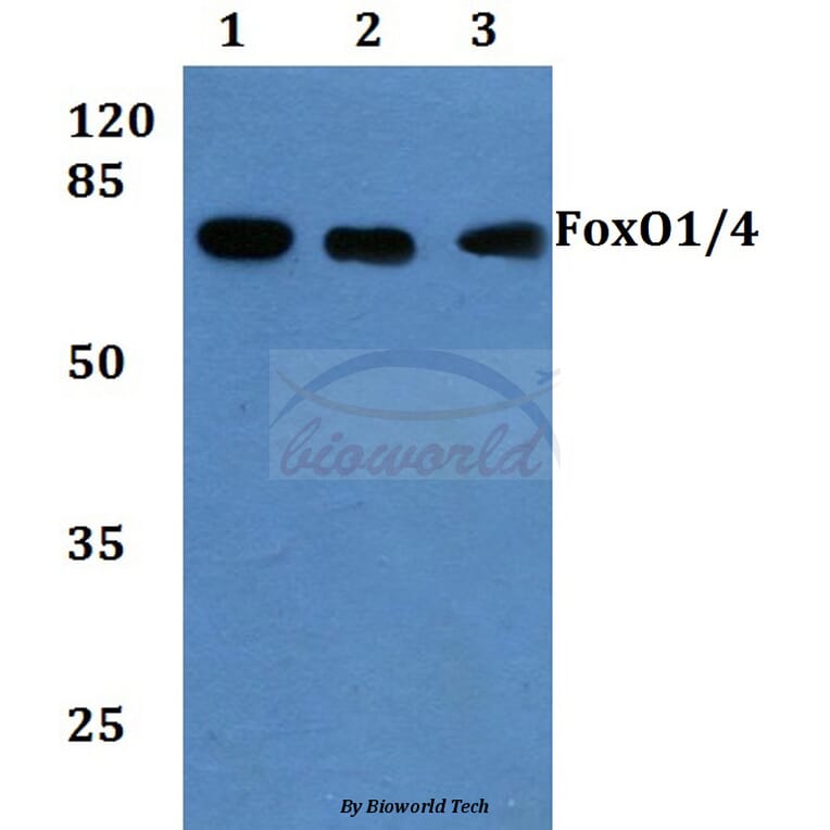 Anti-FoxO1/3/4 (P18) Antibody from Bioworld Technology (BS1442) - Antibodies.com