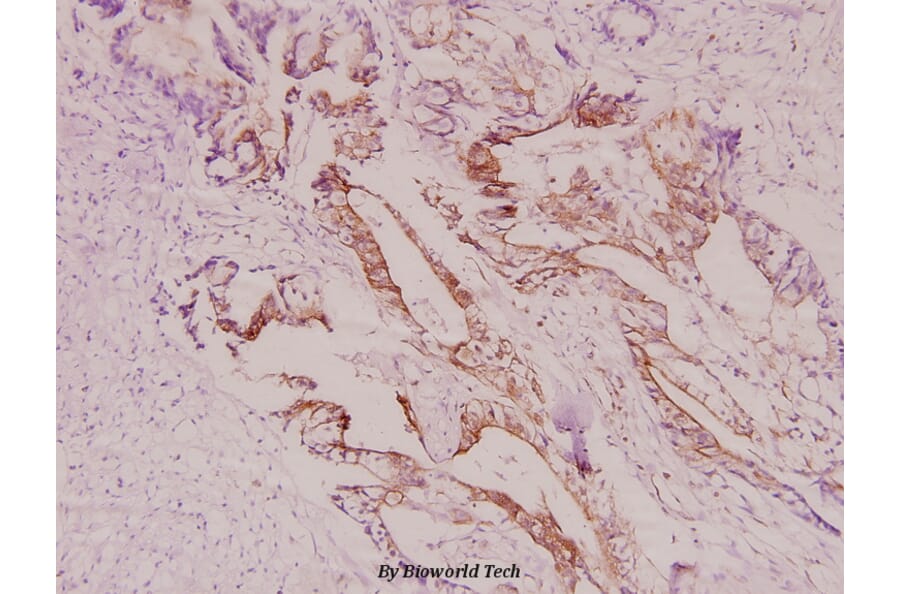 Anti-IRS-1 (V317) Antibody from Bioworld Technology (BS1445) - Antibodies.com