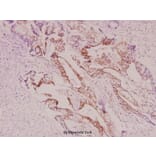 Anti-IRS-1 (V317) Antibody from Bioworld Technology (BS1445) - Antibodies.com