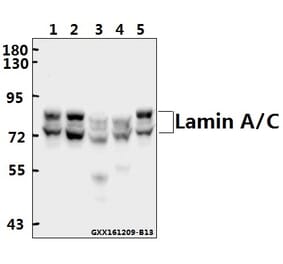 Anti-Lamin A/C (R386) Antibody from Bioworld Technology (BS1446) - Antibodies.com