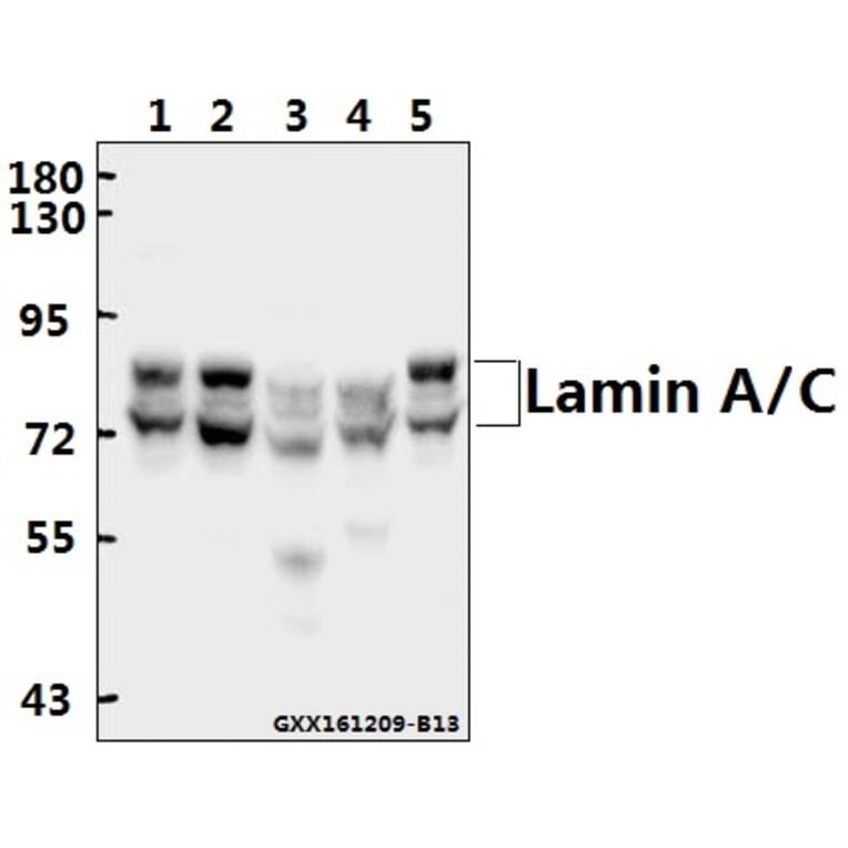 Anti-Lamin A/C (R386) Antibody from Bioworld Technology (BS1446) - Antibodies.com