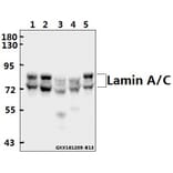 Anti-Lamin A/C (R386) Antibody from Bioworld Technology (BS1446) - Antibodies.com
