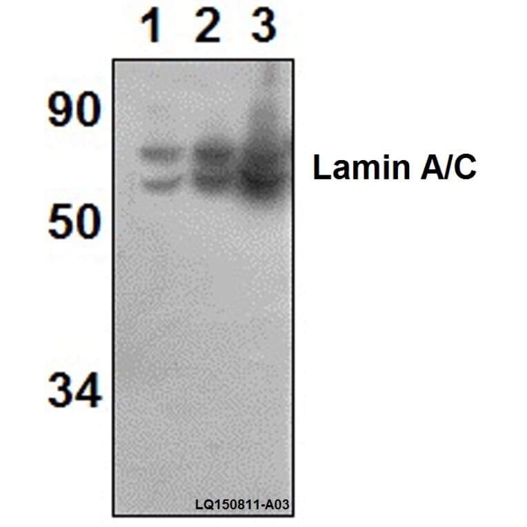 Anti-Lamin A/C (R386) Antibody from Bioworld Technology (BS1446) - Antibodies.com