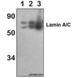 Anti-Lamin A/C (R386) Antibody from Bioworld Technology (BS1446) - Antibodies.com