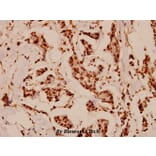 Anti-Lamin A/C (R386) Antibody from Bioworld Technology (BS1446) - Antibodies.com