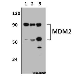 Anti-MDM2 (S160) Antibody from Bioworld Technology (BS1447) - Antibodies.com