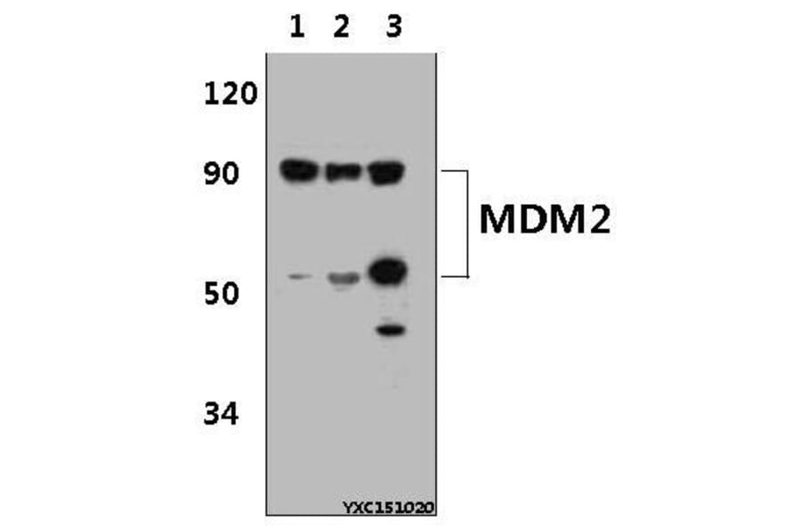 Anti-MDM2 (S160) Antibody from Bioworld Technology (BS1447) - Antibodies.com