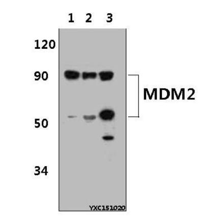 Anti-MDM2 (S160) Antibody from Bioworld Technology (BS1447) - Antibodies.com