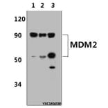 Anti-MDM2 (S160) Antibody from Bioworld Technology (BS1447) - Antibodies.com