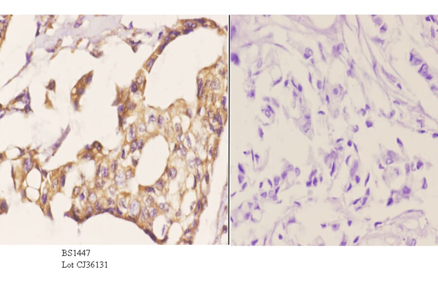 Anti-MDM2 (S160) Antibody from Bioworld Technology (BS1447) - Antibodies.com