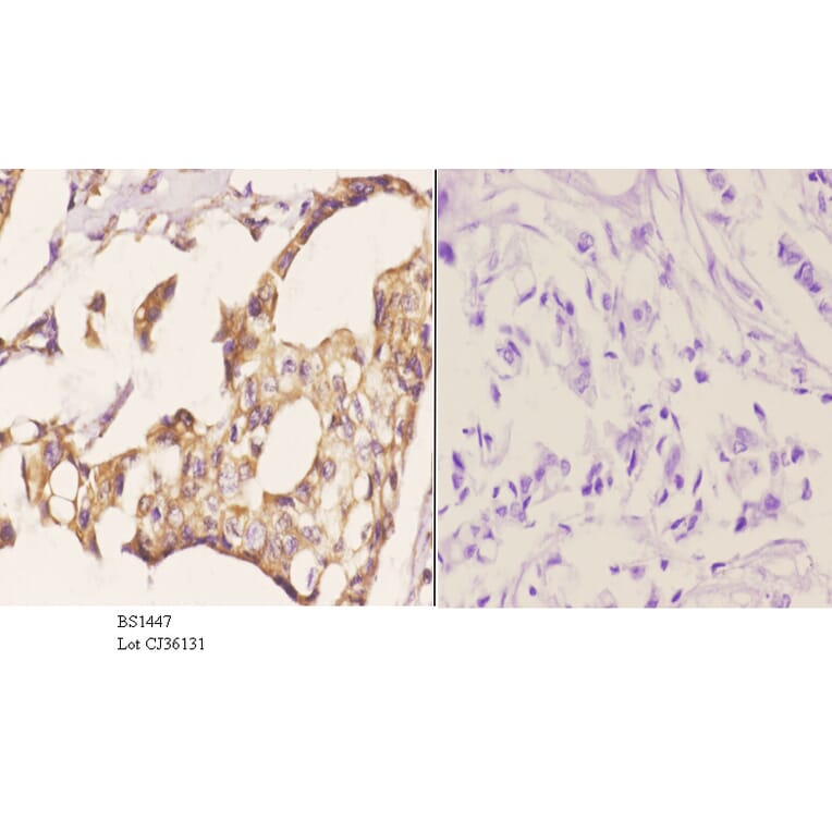 Anti-MDM2 (S160) Antibody from Bioworld Technology (BS1447) - Antibodies.com