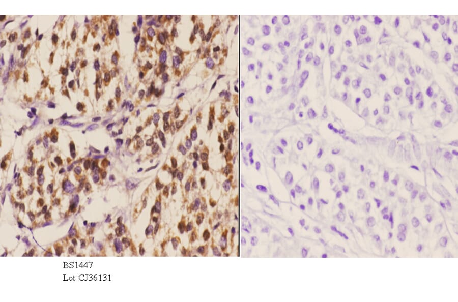 Anti-MDM2 (S160) Antibody from Bioworld Technology (BS1447) - Antibodies.com
