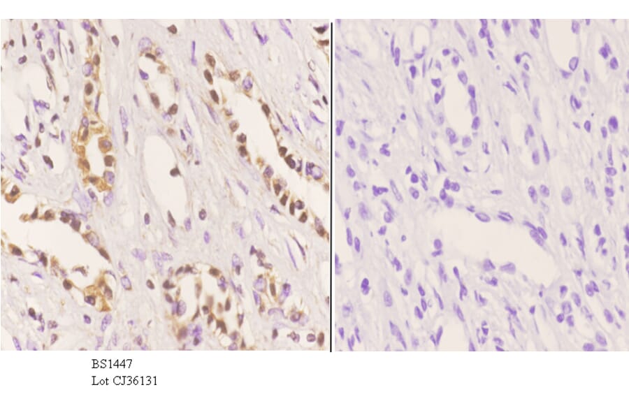 Anti-MDM2 (S160) Antibody from Bioworld Technology (BS1447) - Antibodies.com