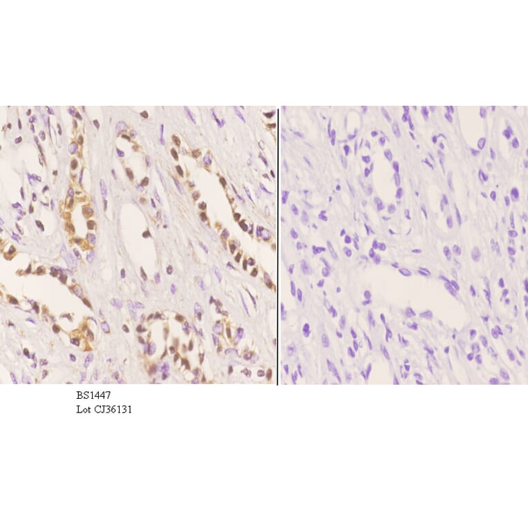 Anti-MDM2 (S160) Antibody from Bioworld Technology (BS1447) - Antibodies.com