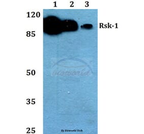 Anti-Rsk-1 (T353) Antibody from Bioworld Technology (BS1448) - Antibodies.com