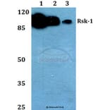 Anti-Rsk-1 (T353) Antibody from Bioworld Technology (BS1448) - Antibodies.com