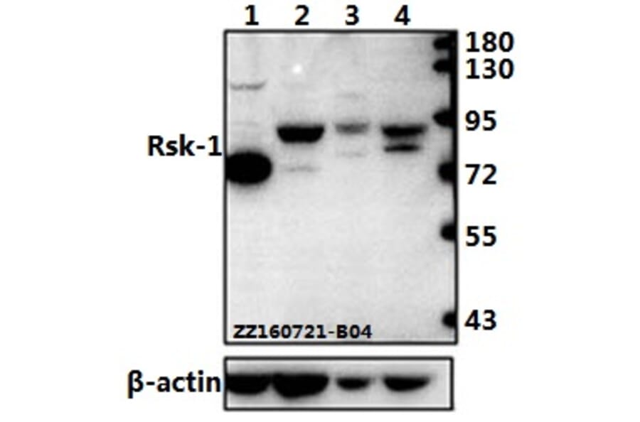 Anti-Rsk-1 (T353) Antibody from Bioworld Technology (BS1448) - Antibodies.com