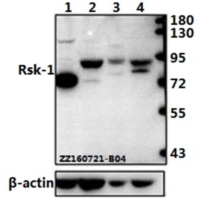 Anti-Rsk-1 (T353) Antibody from Bioworld Technology (BS1448) - Antibodies.com