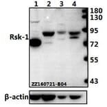 Anti-Rsk-1 (T353) Antibody from Bioworld Technology (BS1448) - Antibodies.com